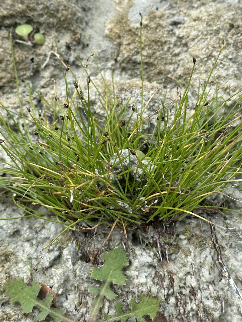 Isolepis cernua var. cernua photo 3