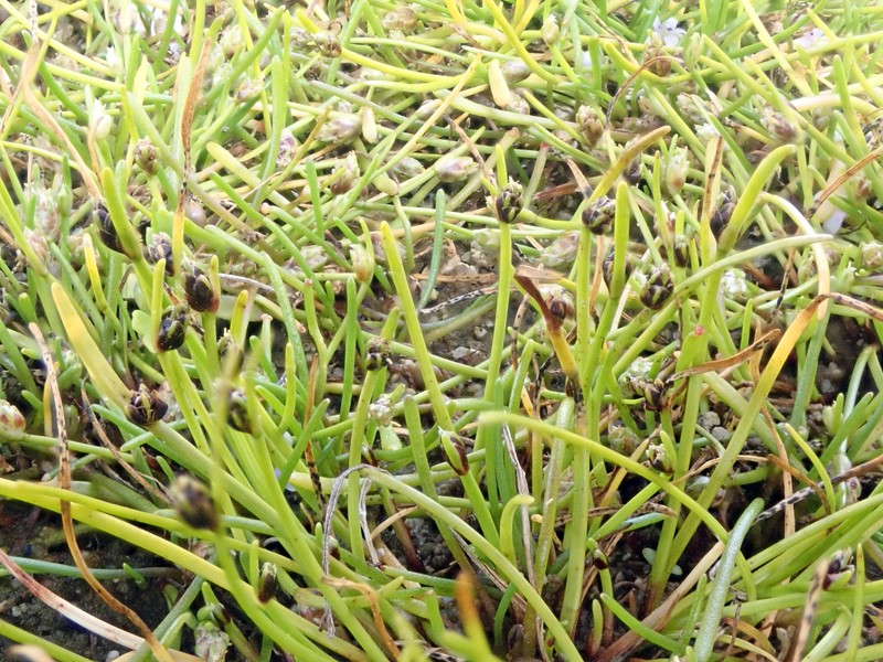 Isolepis cernua var. cernua photo 4