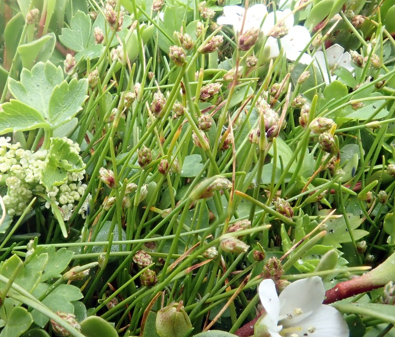 Isolepis cernua var. cernua photo 5