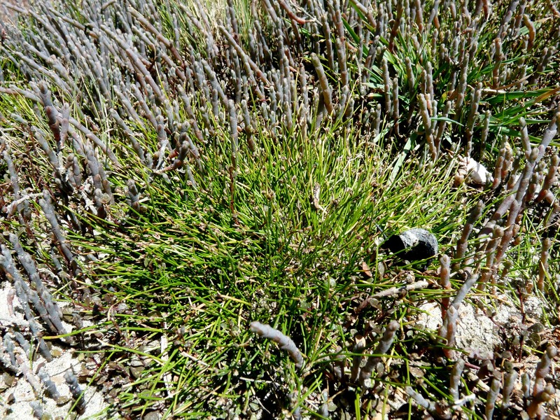 Isolepis cernua var. cernua photo 6