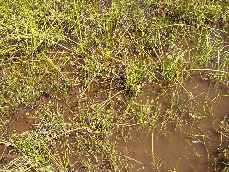 Proliferating Bulrush photo 5