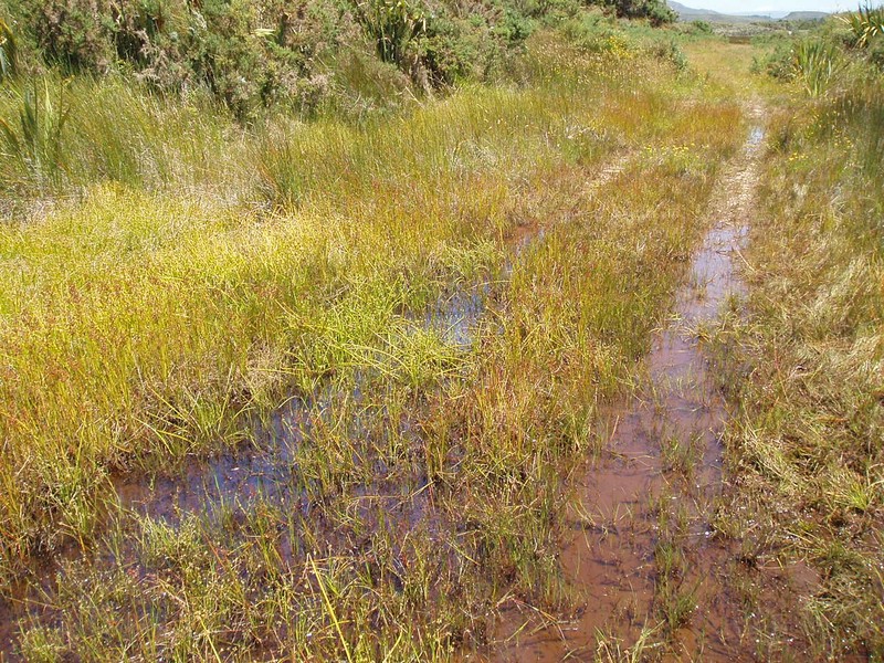 Proliferating Bulrush photo 6