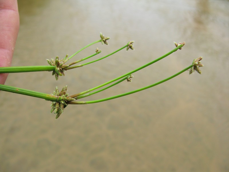 Proliferating Bulrush photo 2