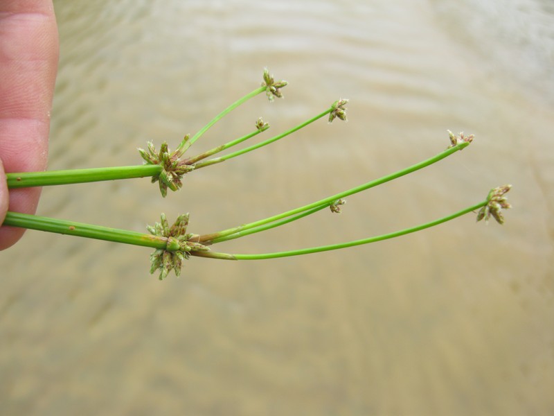 Proliferating Bulrush photo 3