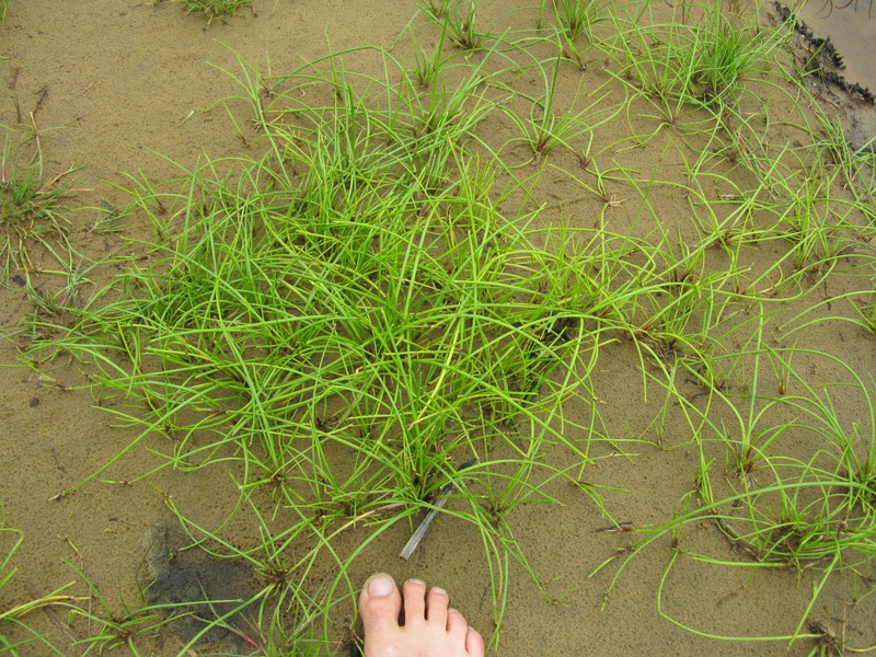Proliferating Bulrush photo 4