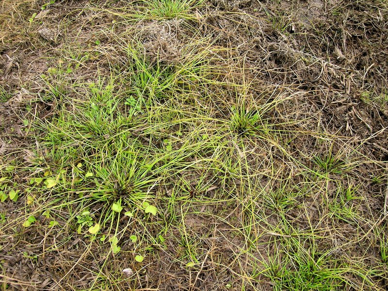 Proliferating Bulrush photo 7