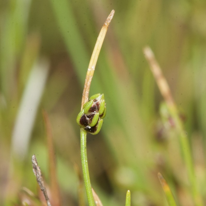 Gulf Coast Bulrush photo 2