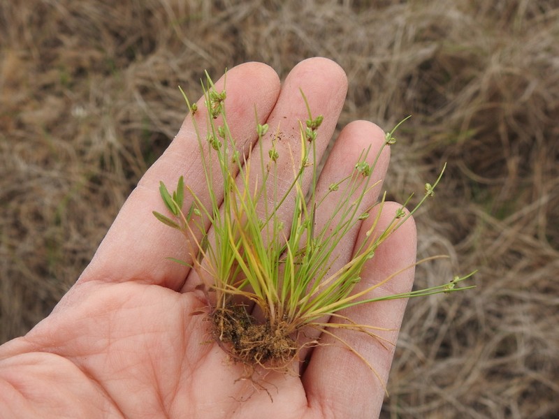 Gulf Coast Bulrush photo 3