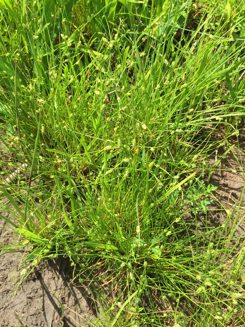 Gulf Coast Bulrush photo 5