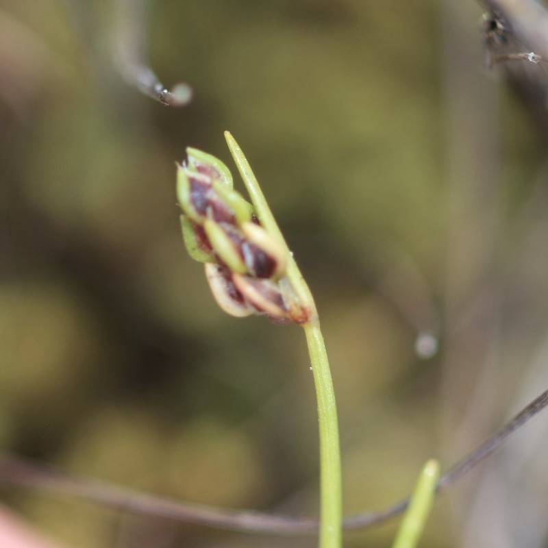 Gulf Coast Bulrush photo 6