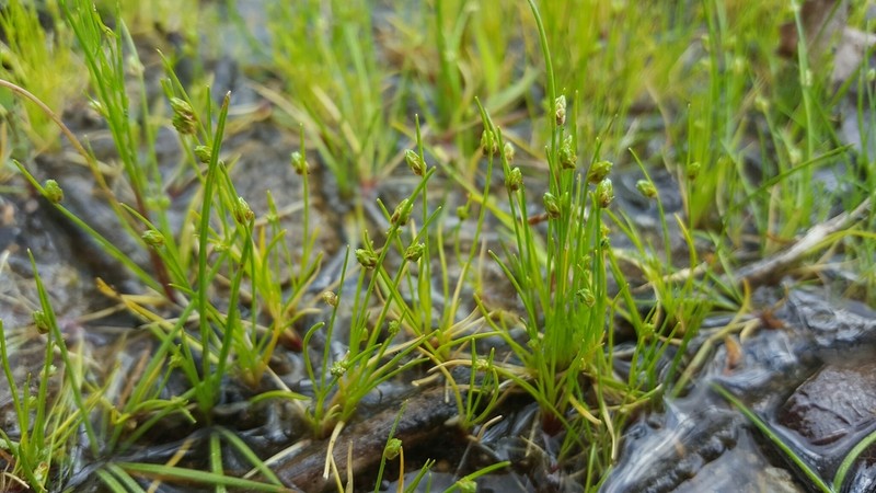 Gulf Coast Bulrush photo 8