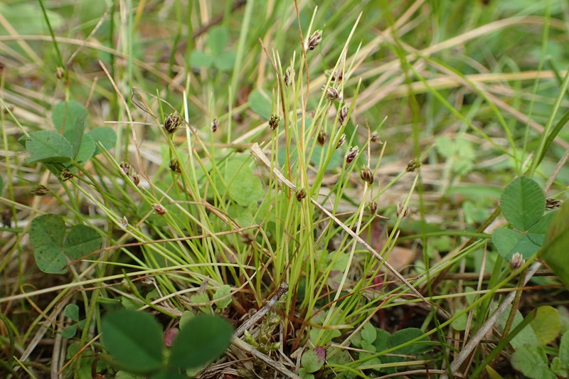 Bristleleaf Bulrush photo 2