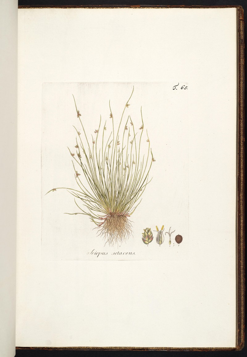 Bristleleaf Bulrush photo 3