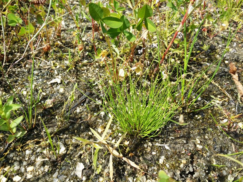 Bristleleaf Bulrush photo 4