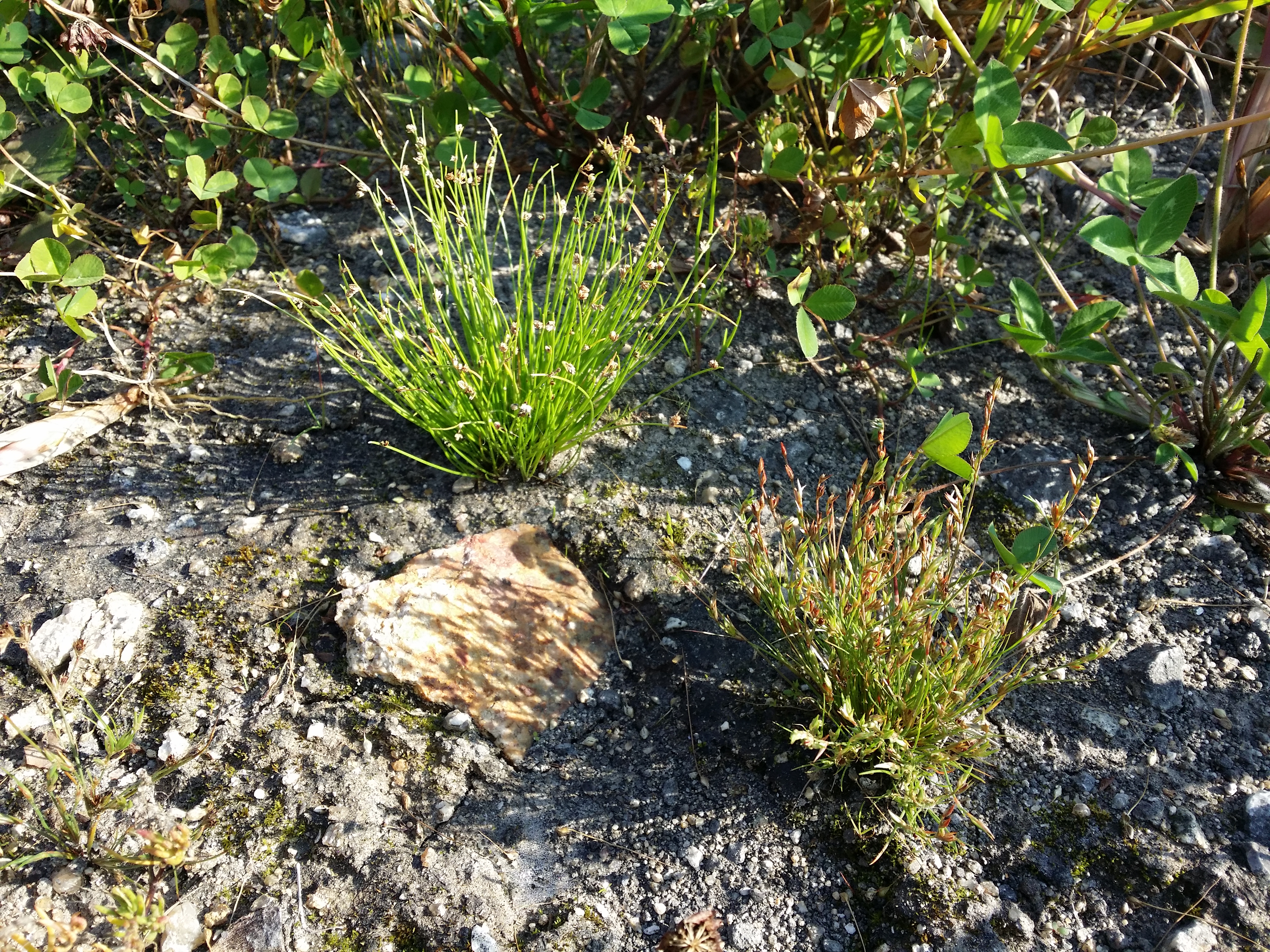 Bristleleaf Bulrush photo 5