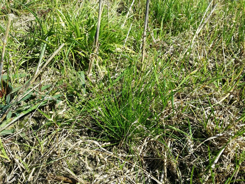 Bristleleaf Bulrush photo 6