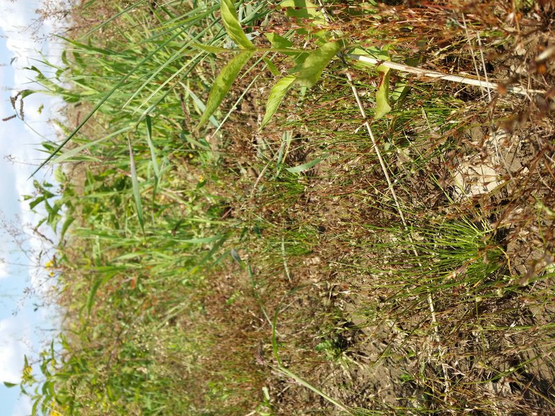 Bristleleaf Bulrush photo 7