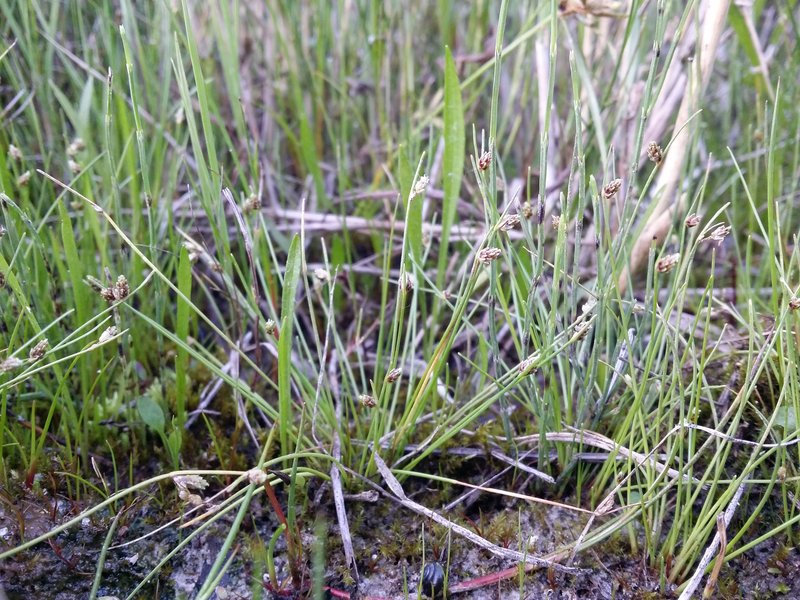 Bristleleaf Bulrush photo 8