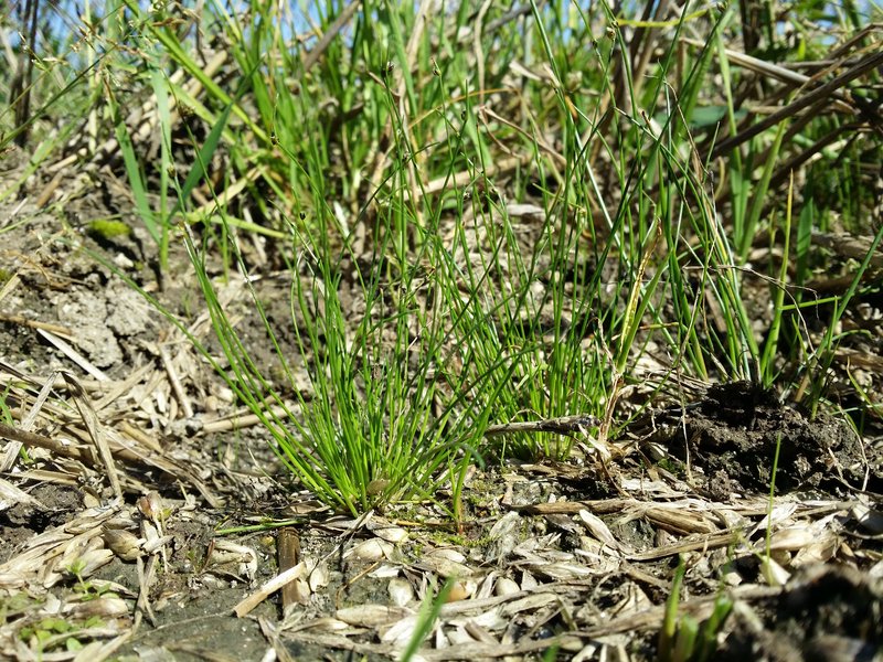 Bristleleaf Bulrush photo 9
