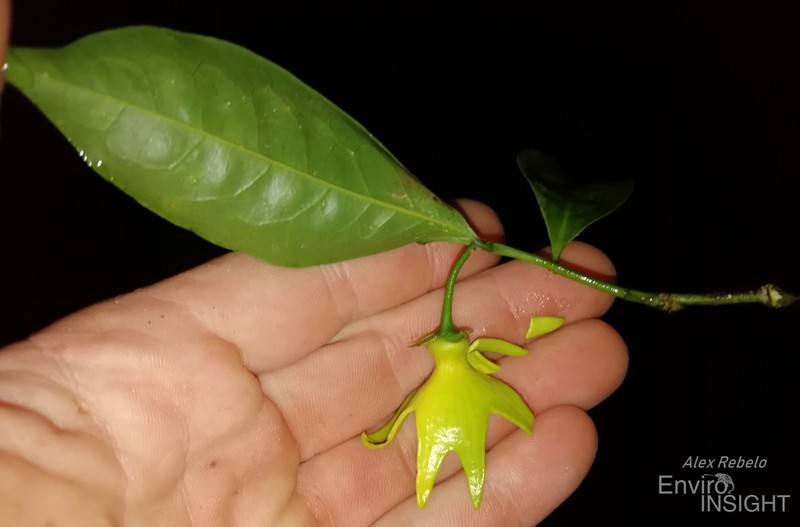Isolona campanulata photo 2