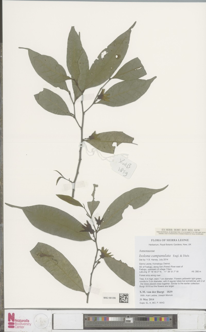 Isolona campanulata photo 3