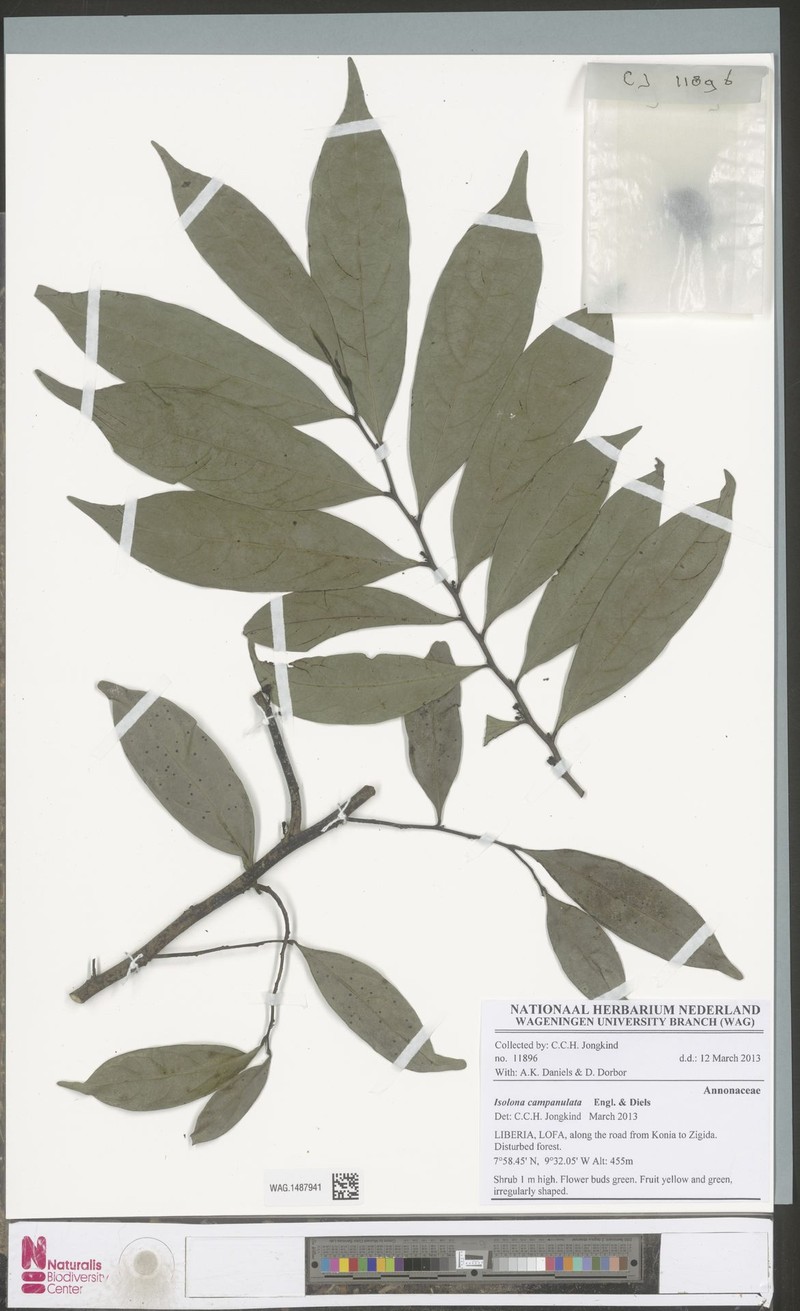 Isolona campanulata photo 4