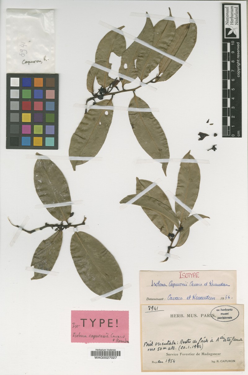 Isolona capuronii