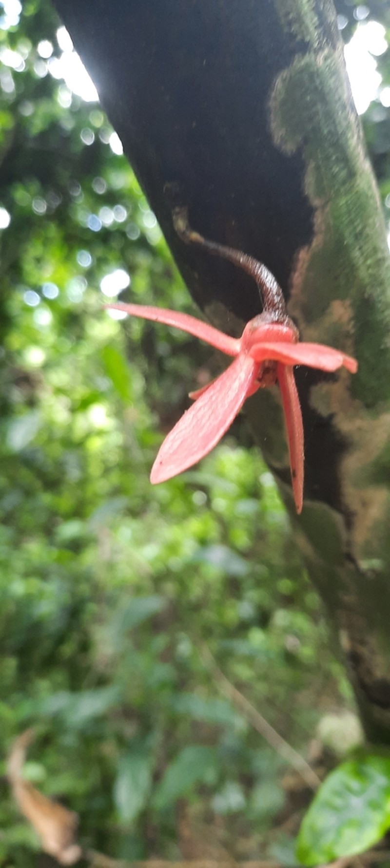 Isolona cauliflora photo 2