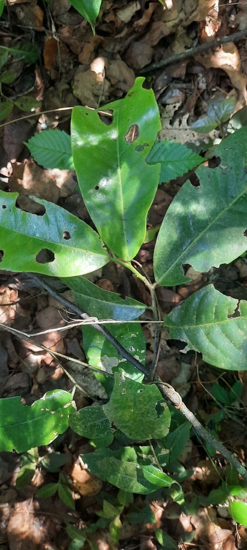 Isolona cauliflora photo 4