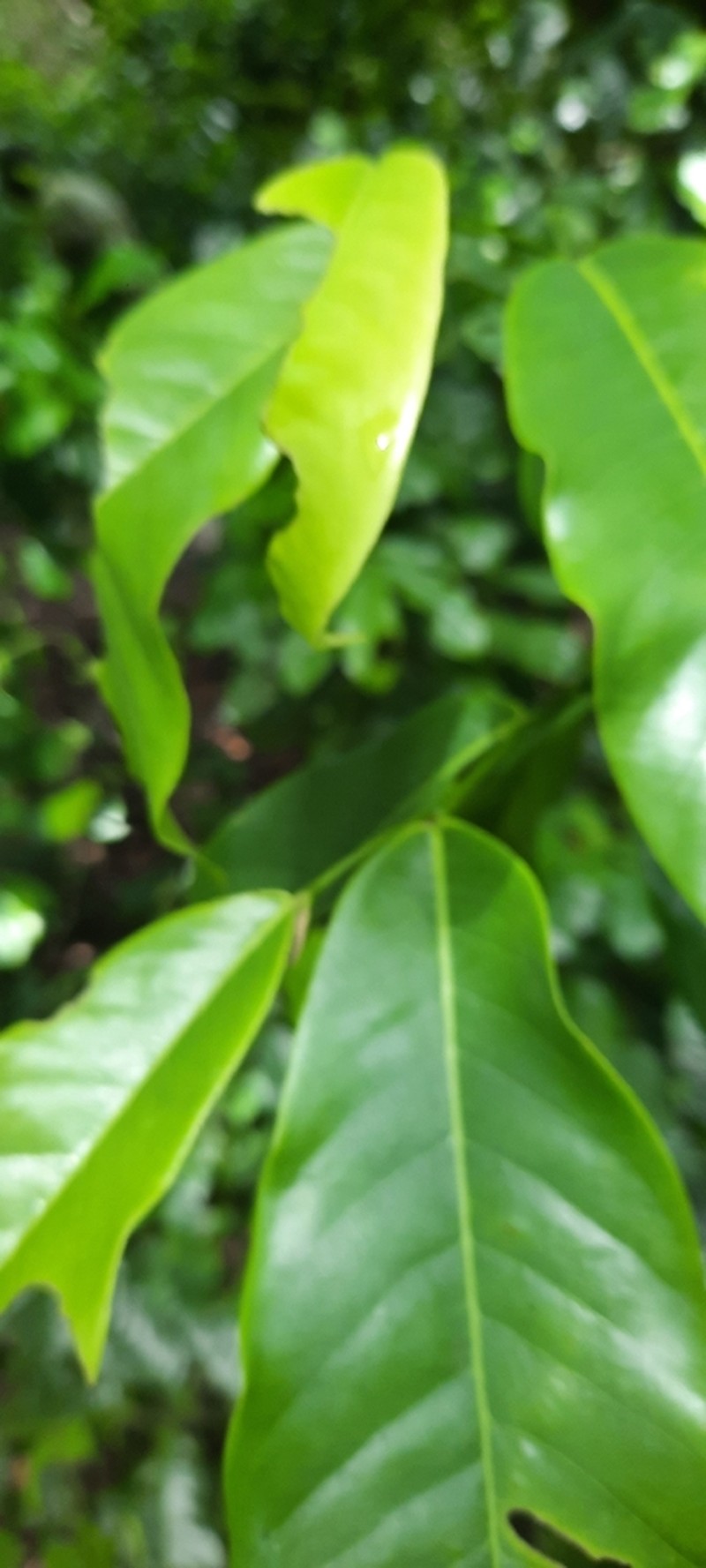 Isolona cauliflora photo 6