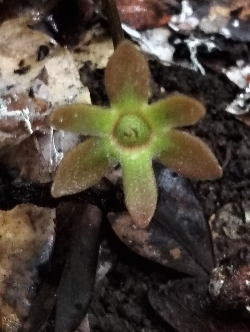 Isolona cauliflora photo 8
