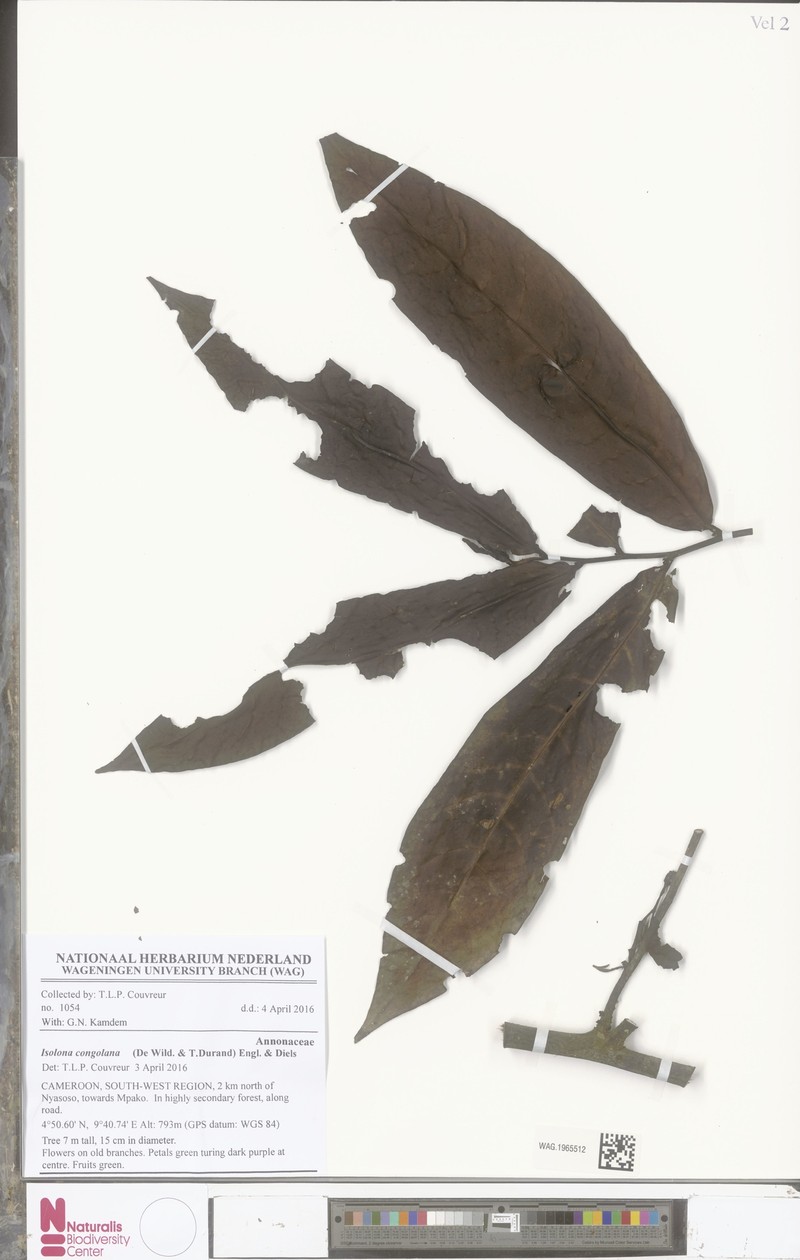 Isolona congolana