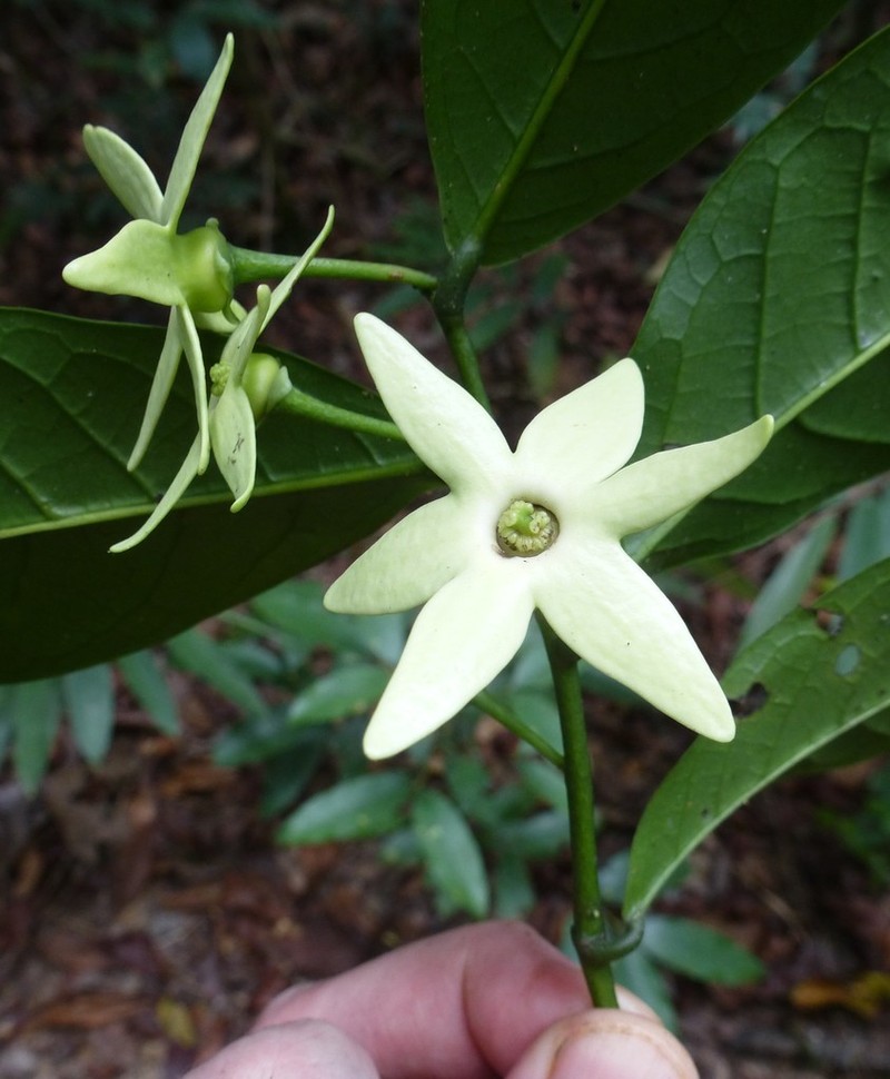 Isolona cooperi