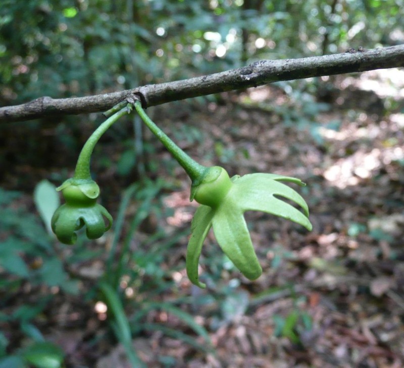 Isolona cooperi photo 2