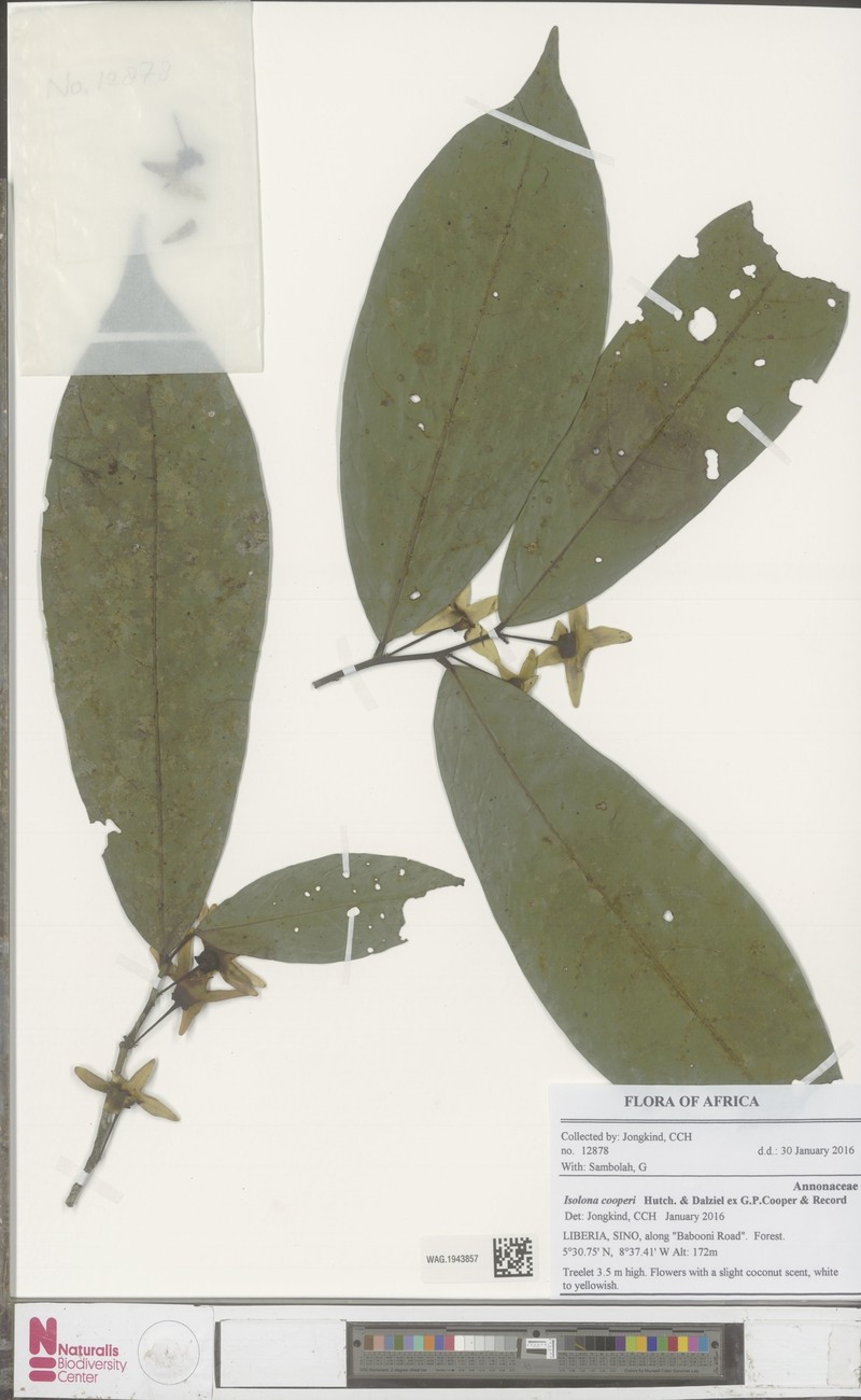 Isolona cooperi photo 5