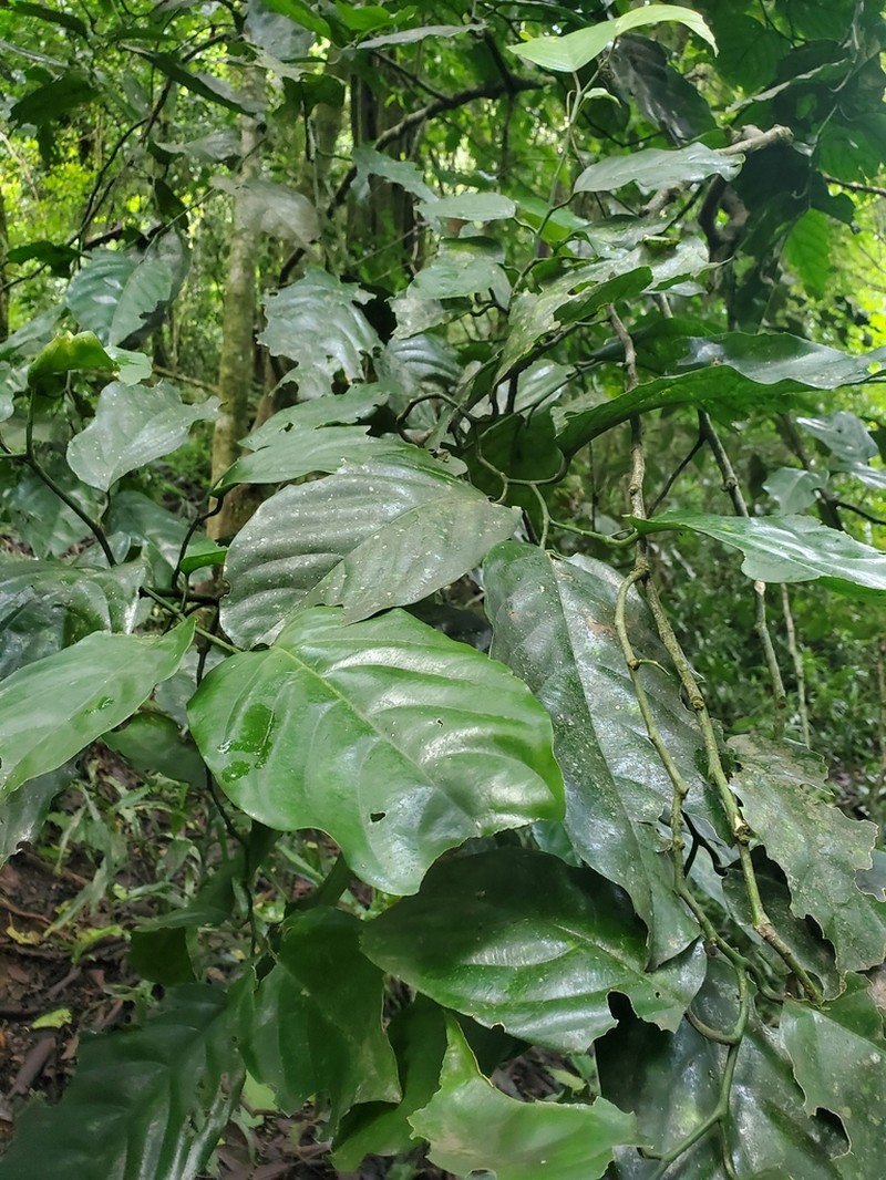 Isolona deightonii