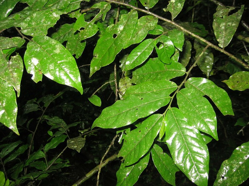 Isolona heinsenii