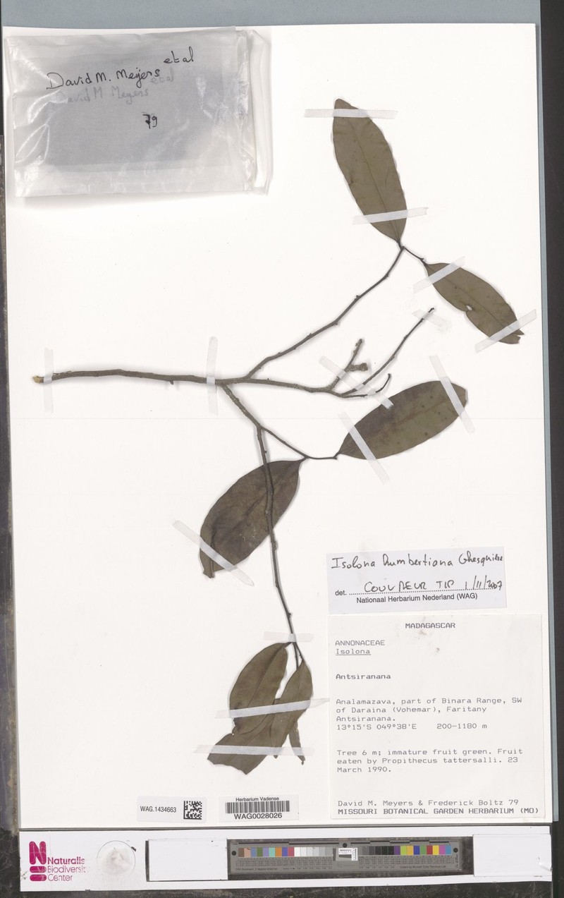 Isolona humbertiana