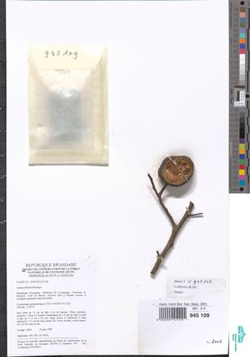 Isolona lebrunii photo 3
