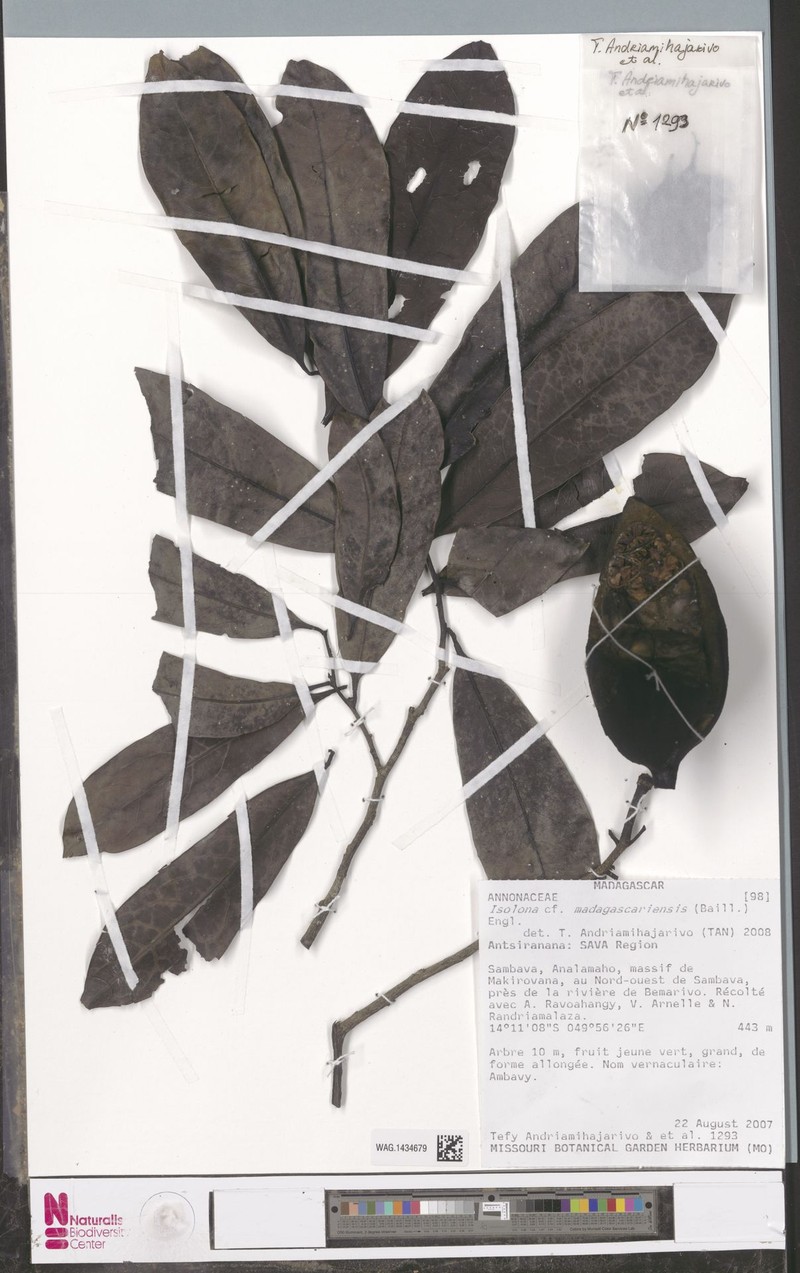 Isolona madagascariensis
