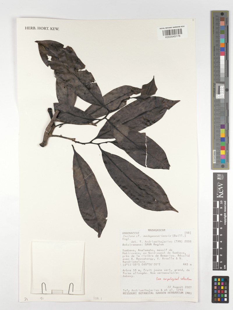 Isolona madagascariensis photo 2