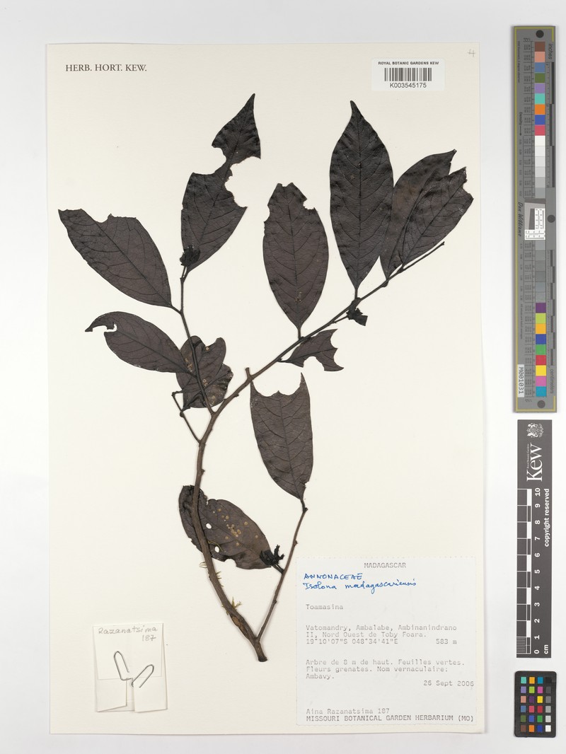 Isolona madagascariensis photo 3