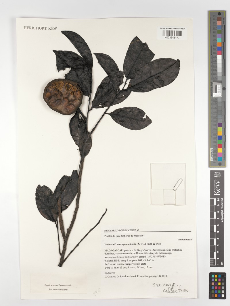 Isolona madagascariensis photo 4