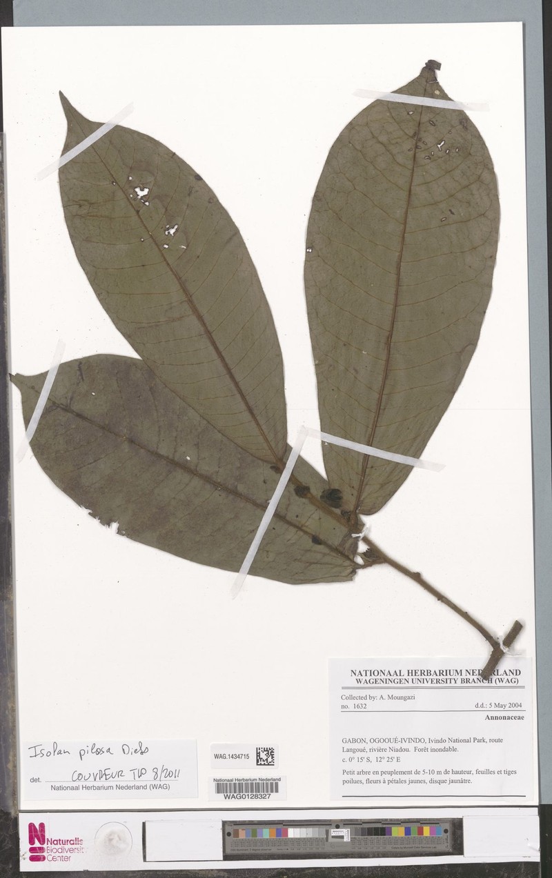 Isolona pilosa photo 3