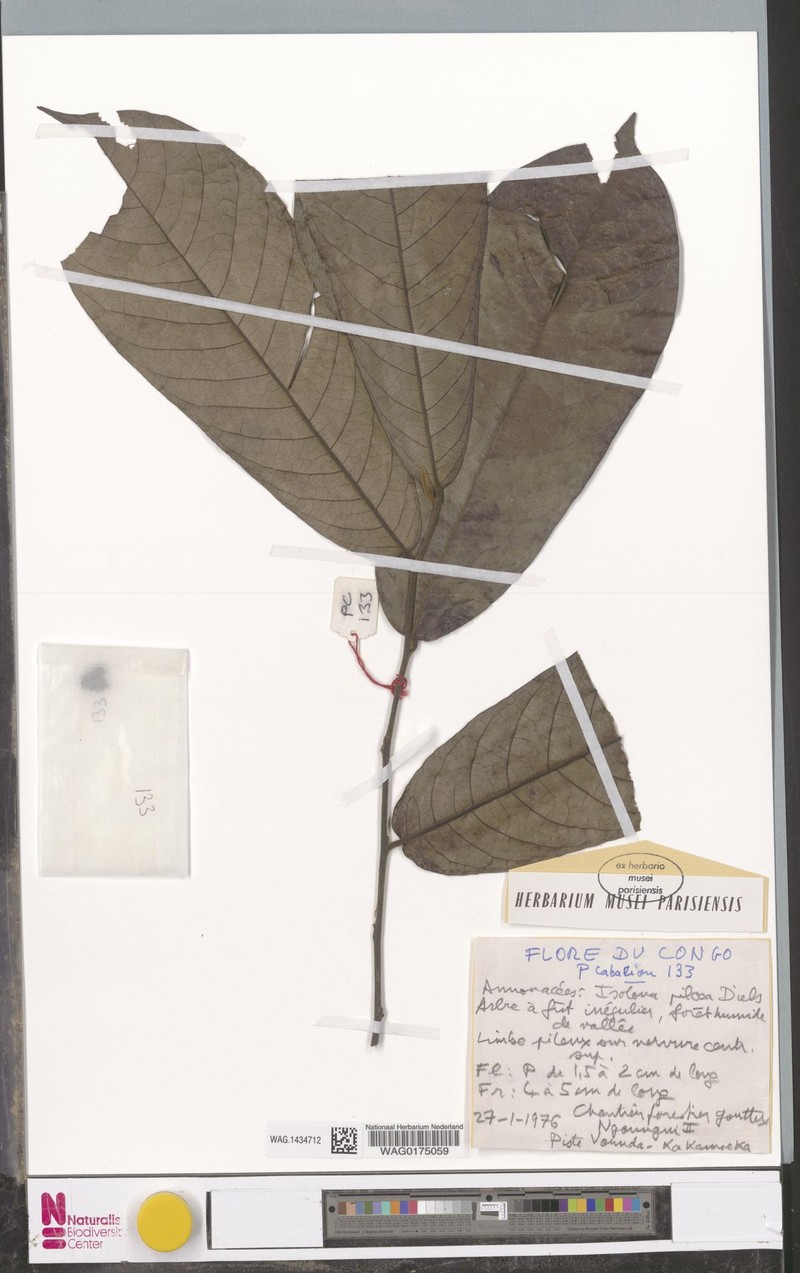 Isolona pilosa photo 4