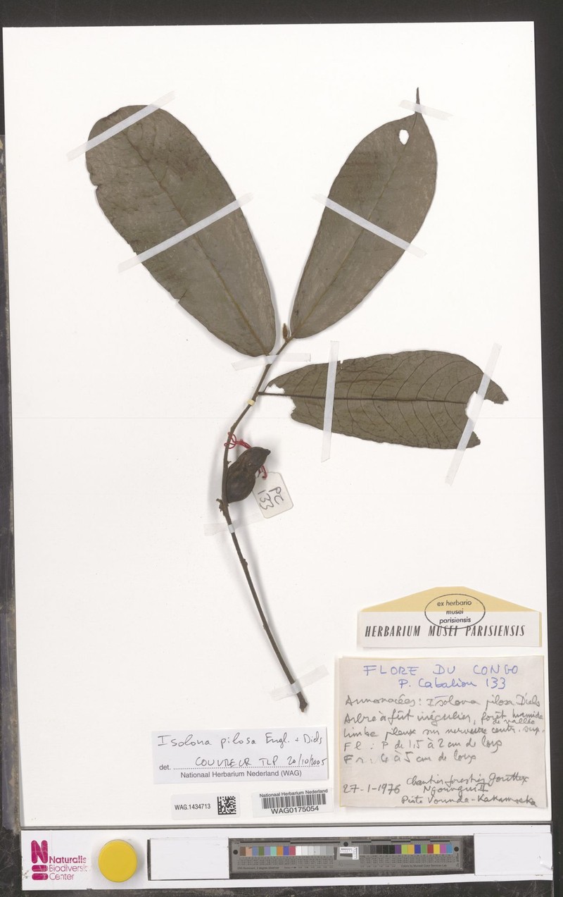 Isolona pilosa photo 5