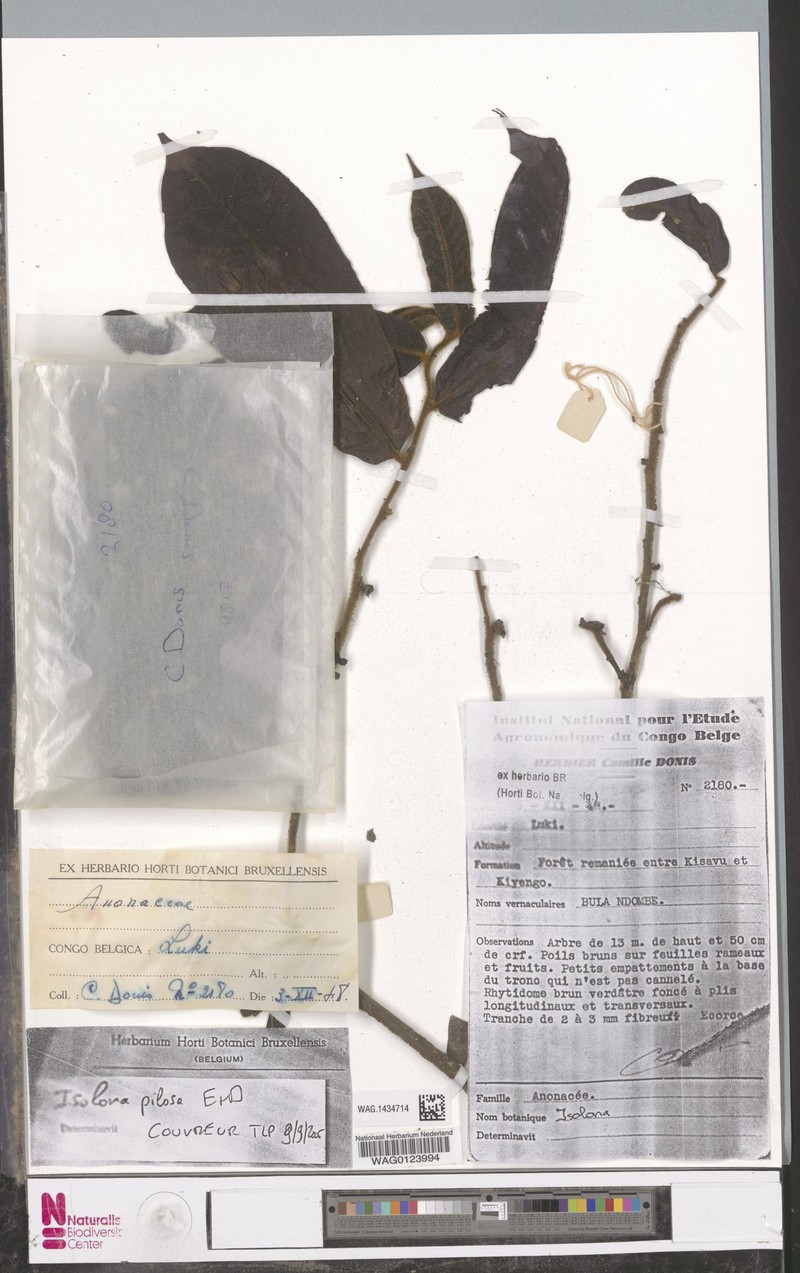 Isolona pilosa photo 6