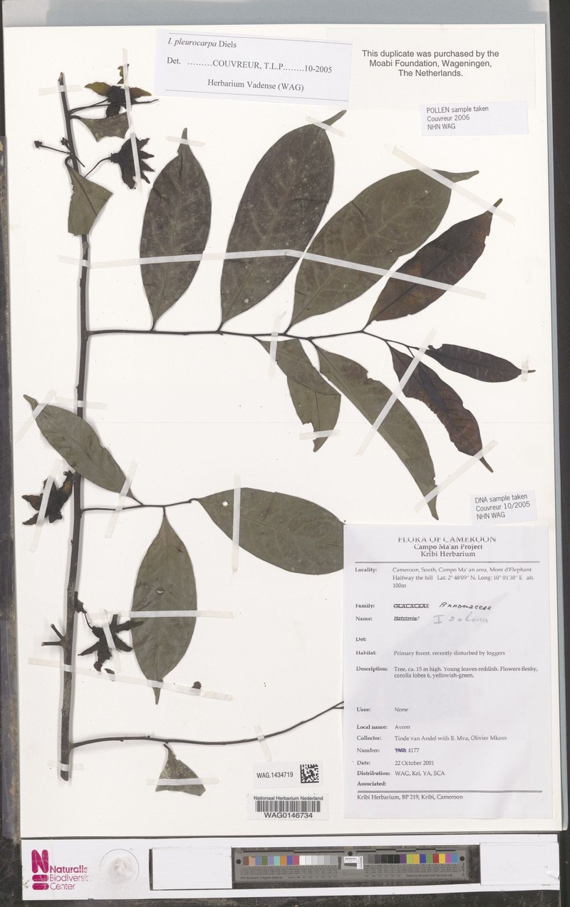 Isolona pleurocarpa