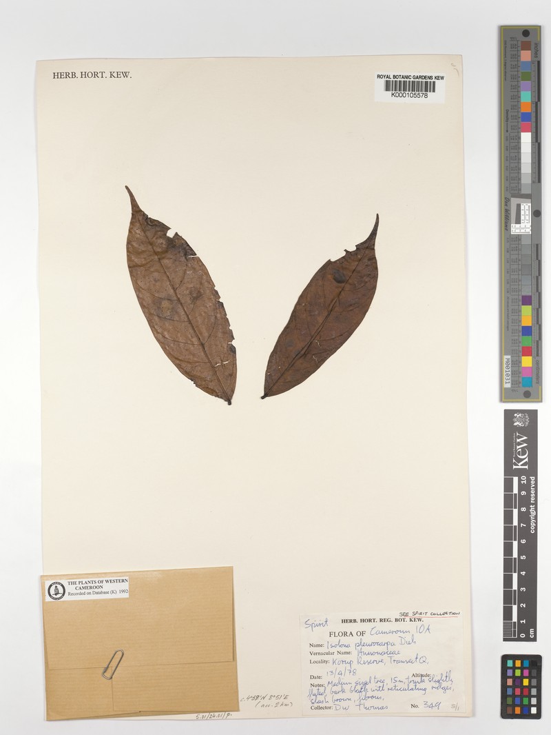 Isolona pleurocarpa photo 2