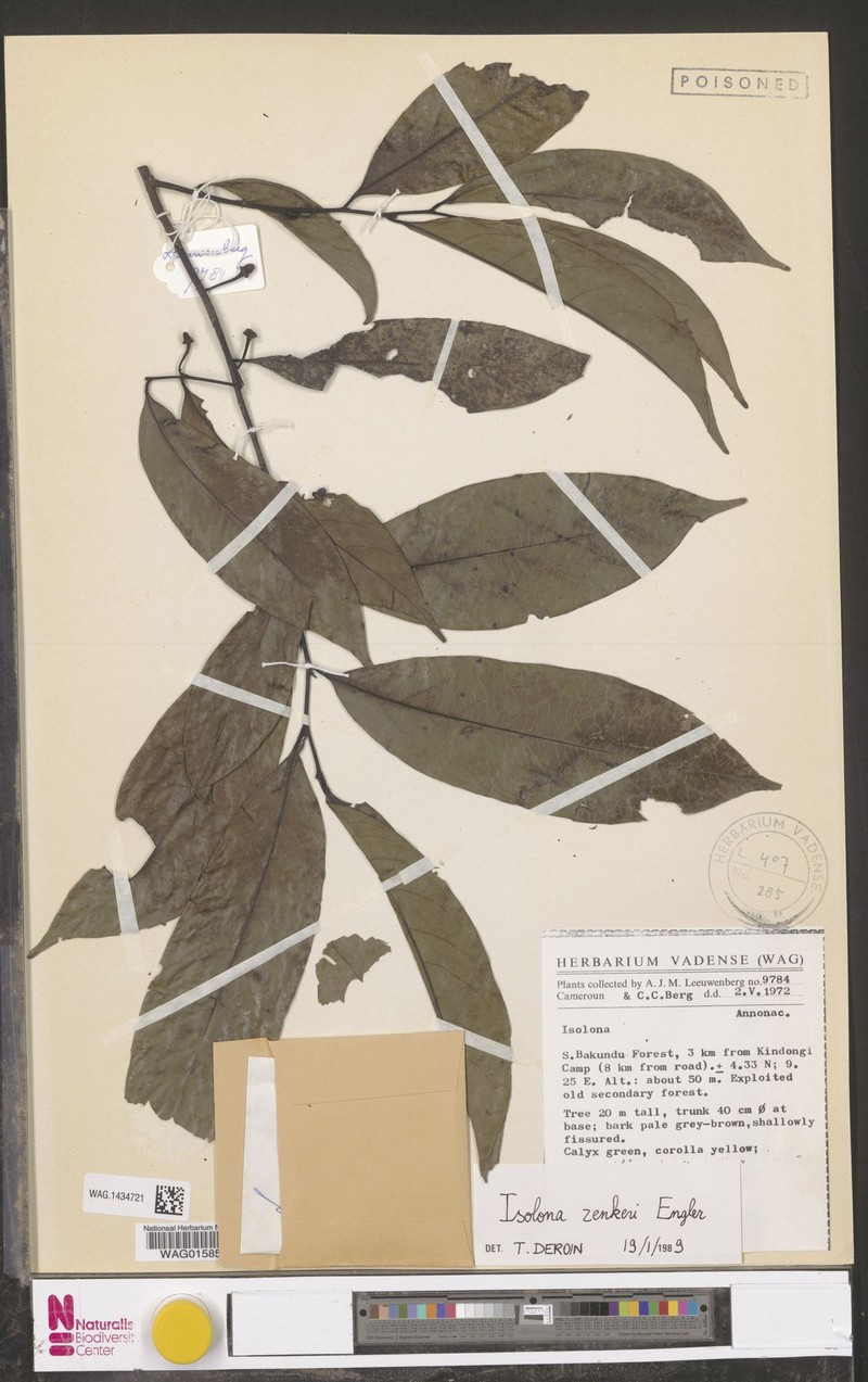 Isolona pleurocarpa photo 3